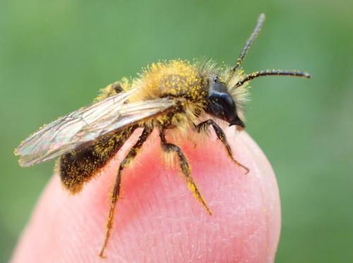 Réf. 251 928 : Andrena sp.